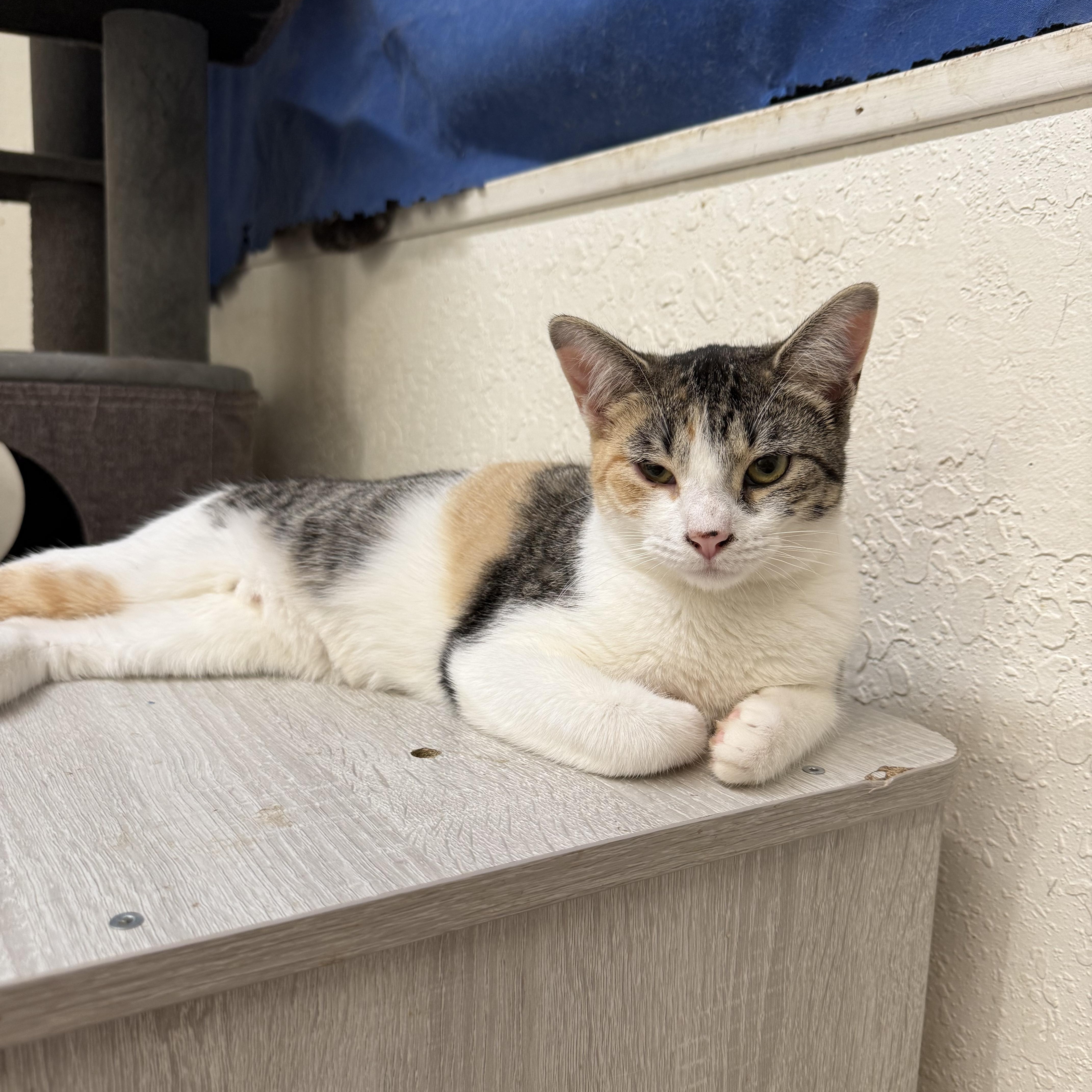 Shyla, Adopted, Young Female Calico.