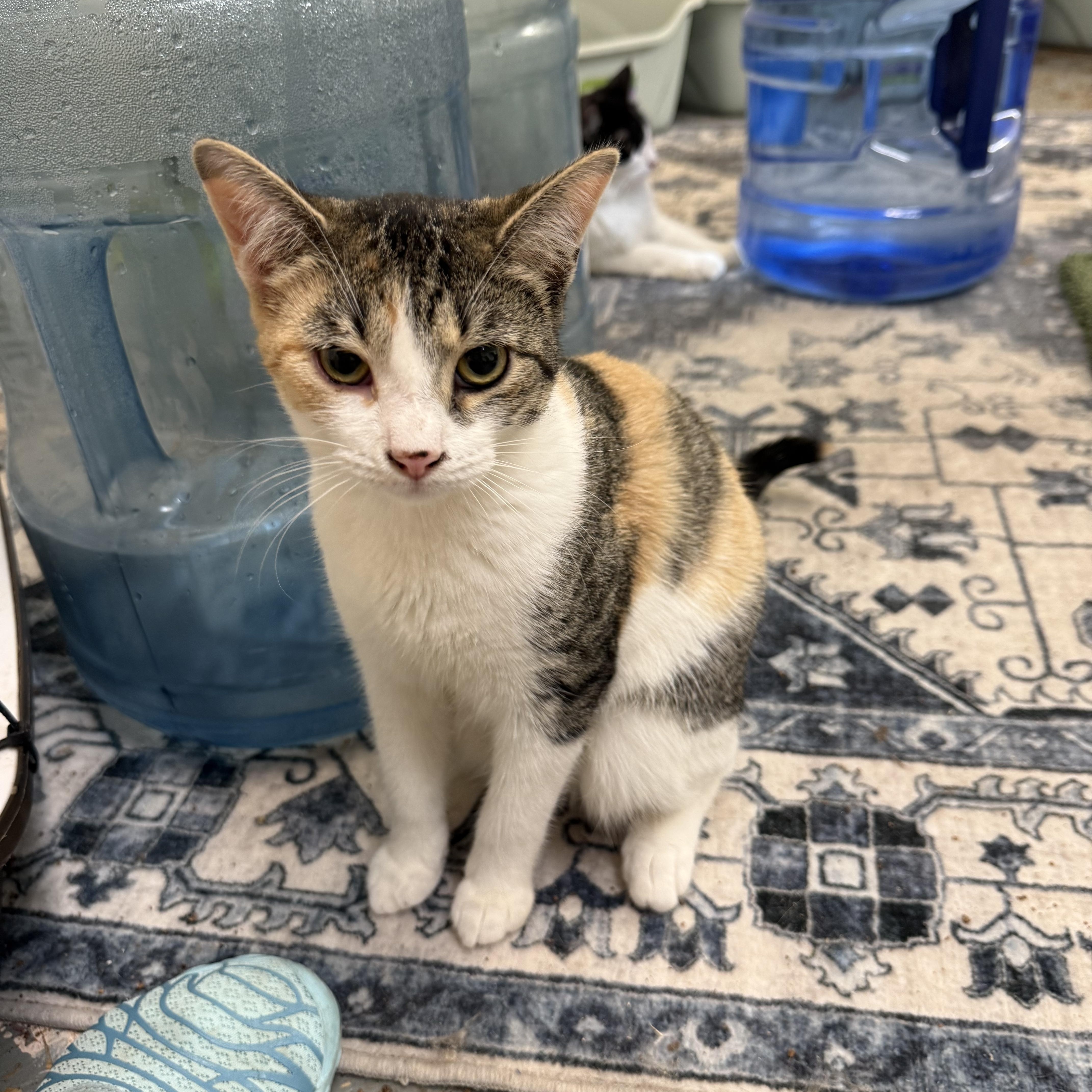 Enlarge Shyla, a Adopted Calico in kingman, AZ image 2/2