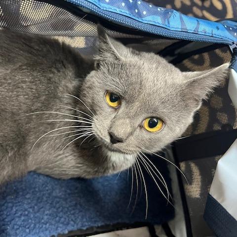 Enlarge Edgar Allan Paw, a Adoptable Domestic Short Hair in Lake Panasoffkee, FL image 1/1