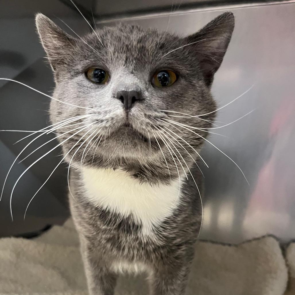 Enlarge Edgar Allan Paw, a Adoptable Domestic Short Hair in Lake Panasoffkee, FL image 2/2