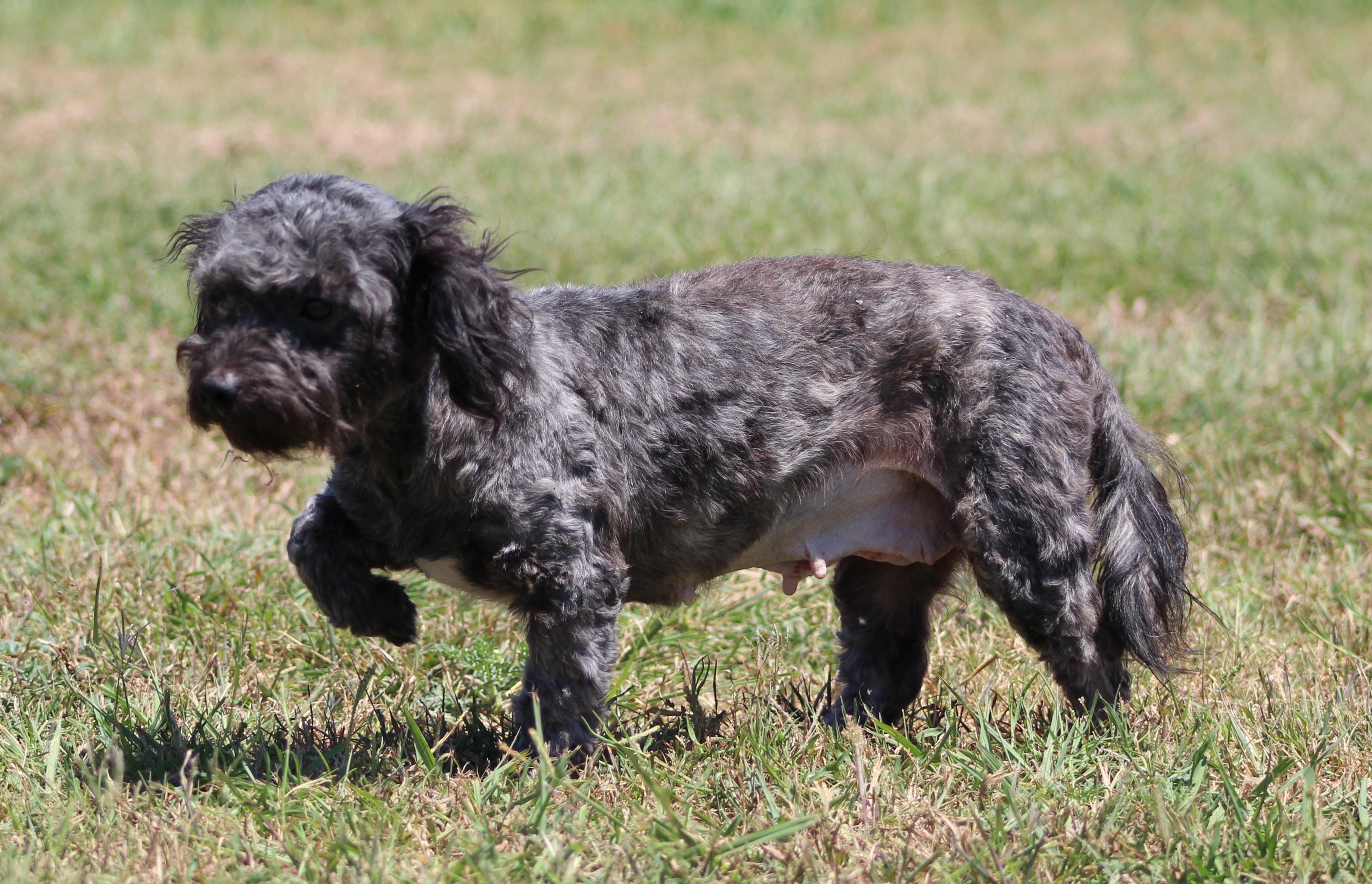 Enlarge Cutie Pie, a ADOPTABLE mixed breed in Temple, TX image 3/6