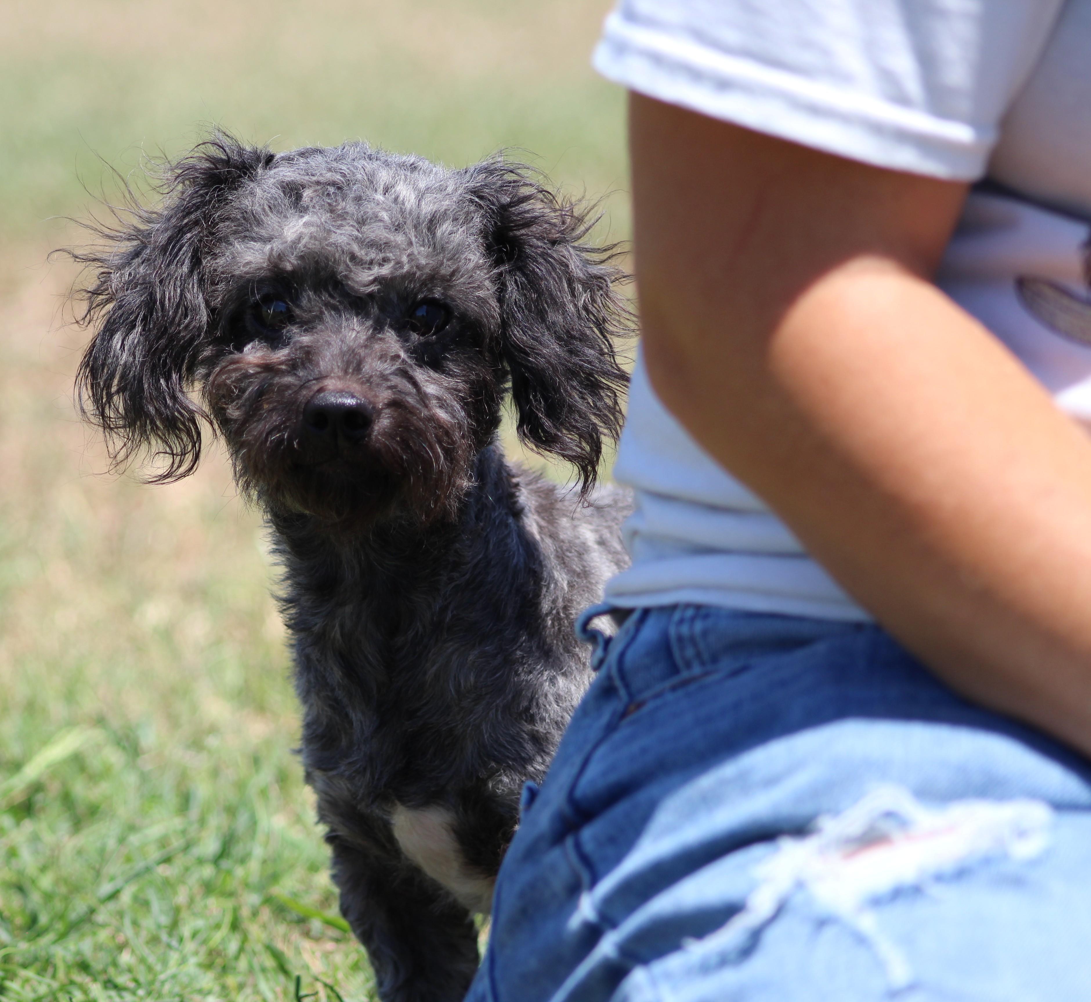 Enlarge Cutie Pie, a ADOPTABLE mixed breed in Temple, TX image 1/6