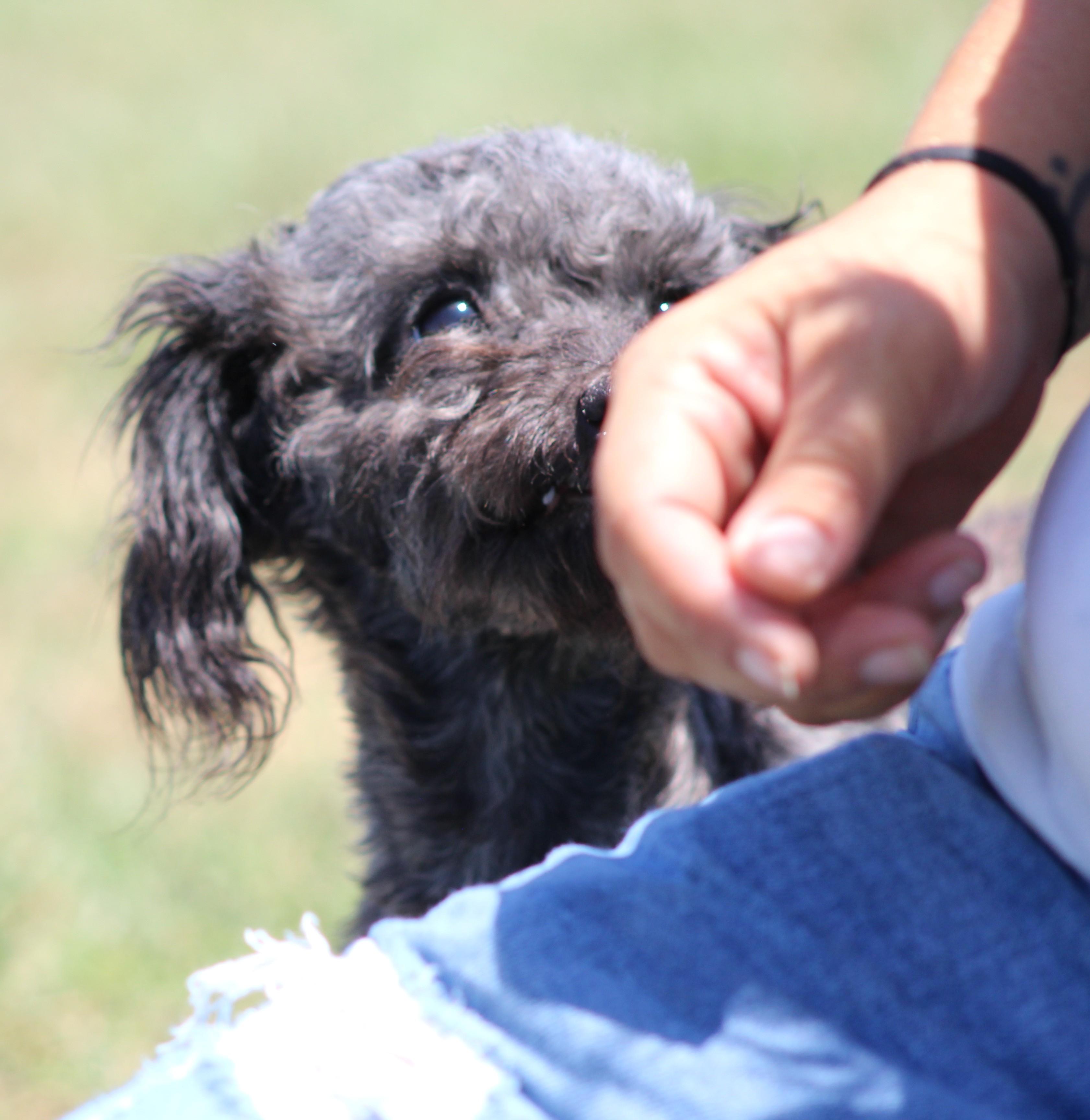 Enlarge Cutie Pie, a ADOPTABLE mixed breed in Temple, TX image 6/6