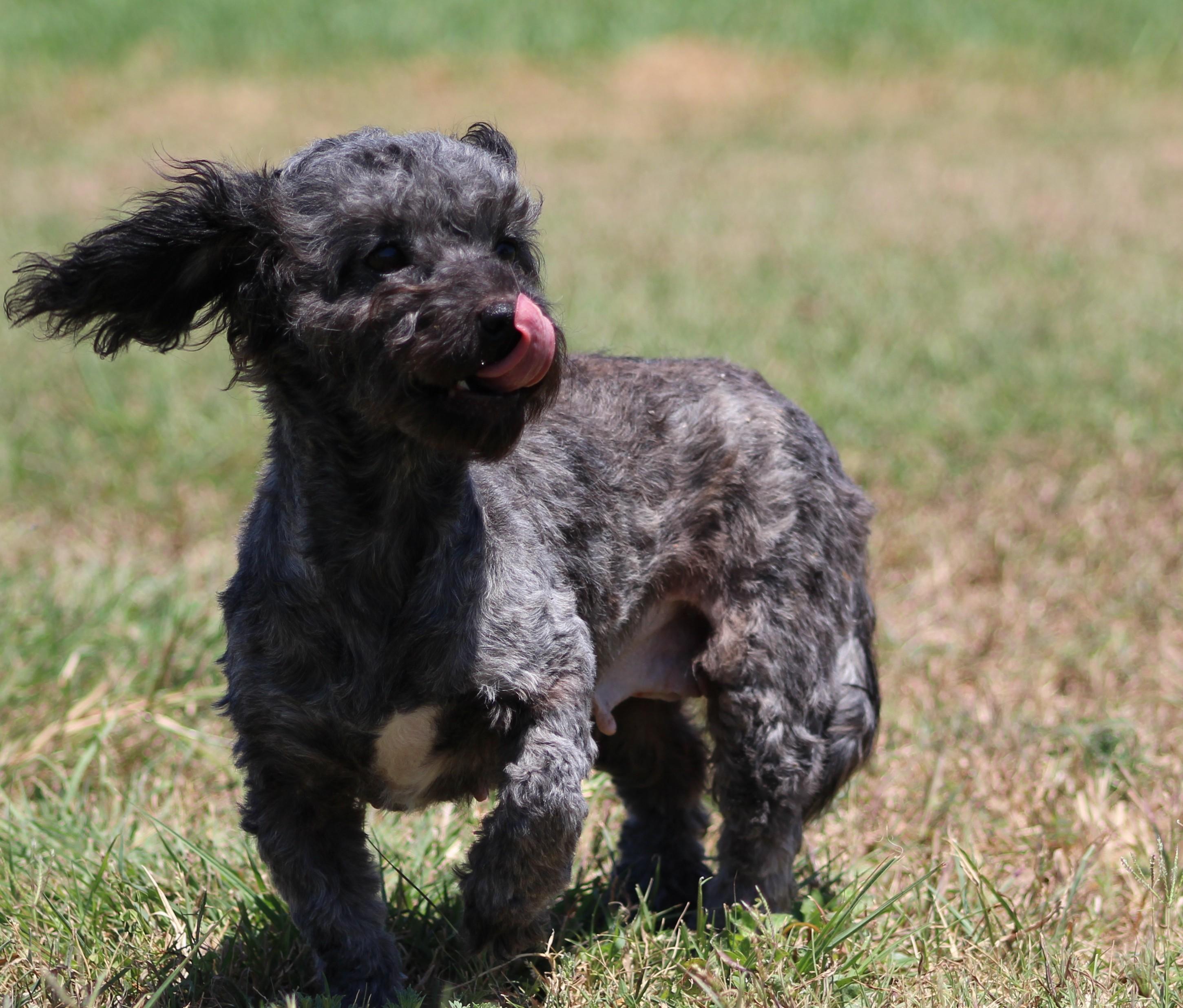 Enlarge Cutie Pie, a ADOPTABLE mixed breed in Temple, TX image 4/6