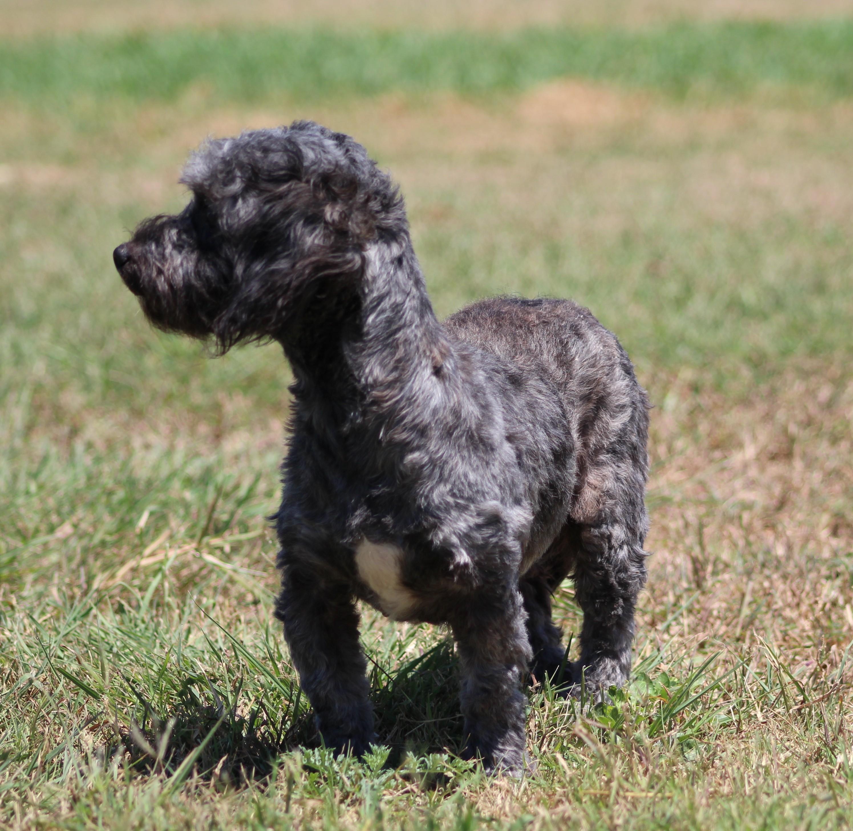 Enlarge Cutie Pie, a ADOPTABLE mixed breed in Temple, TX image 5/6