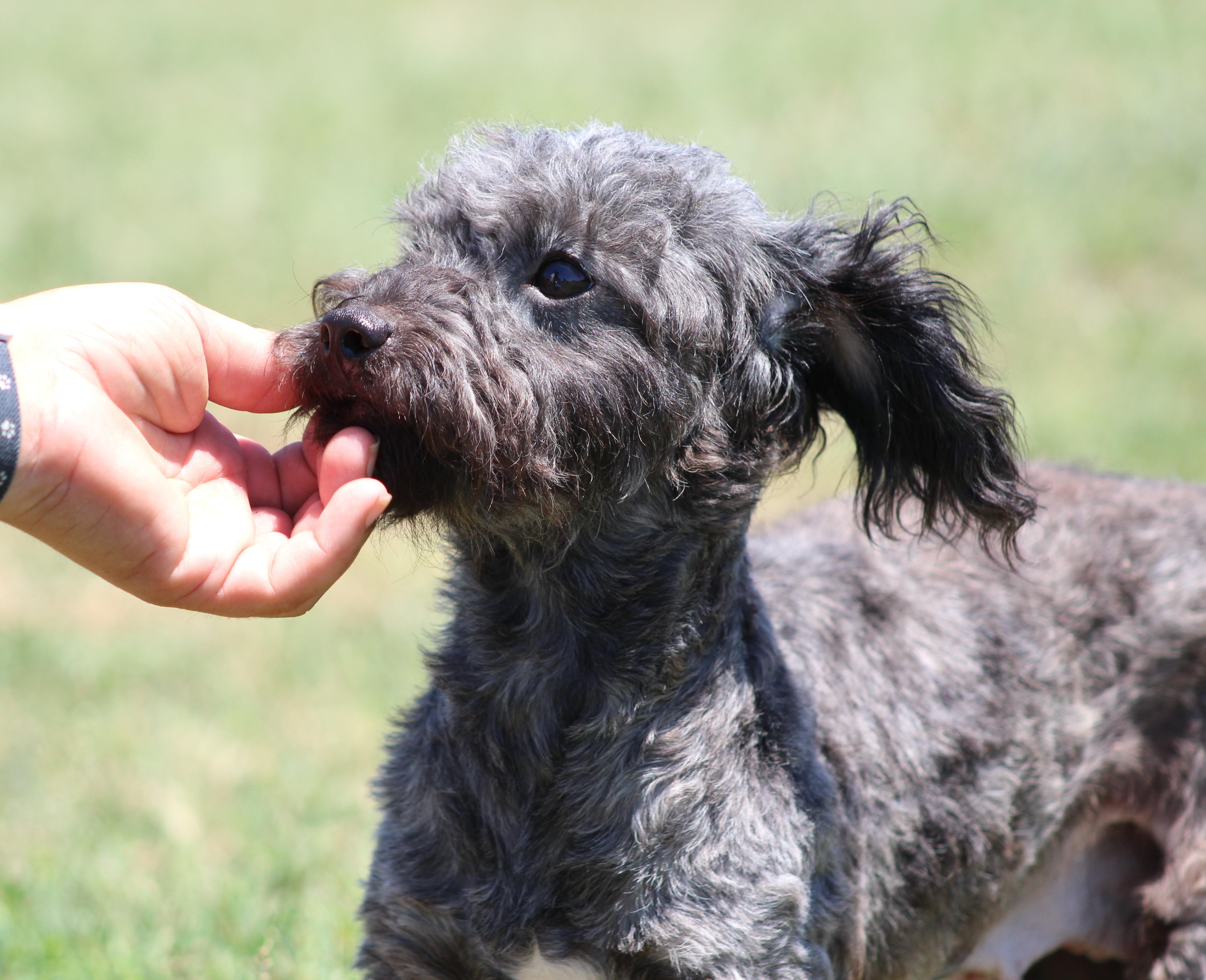 Enlarge Cutie Pie, a ADOPTABLE mixed breed in Temple, TX image 2/6