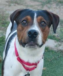 Cookie, a Adoptable Black and Tan Coonhound in Fruit Heights, UT image 1/6