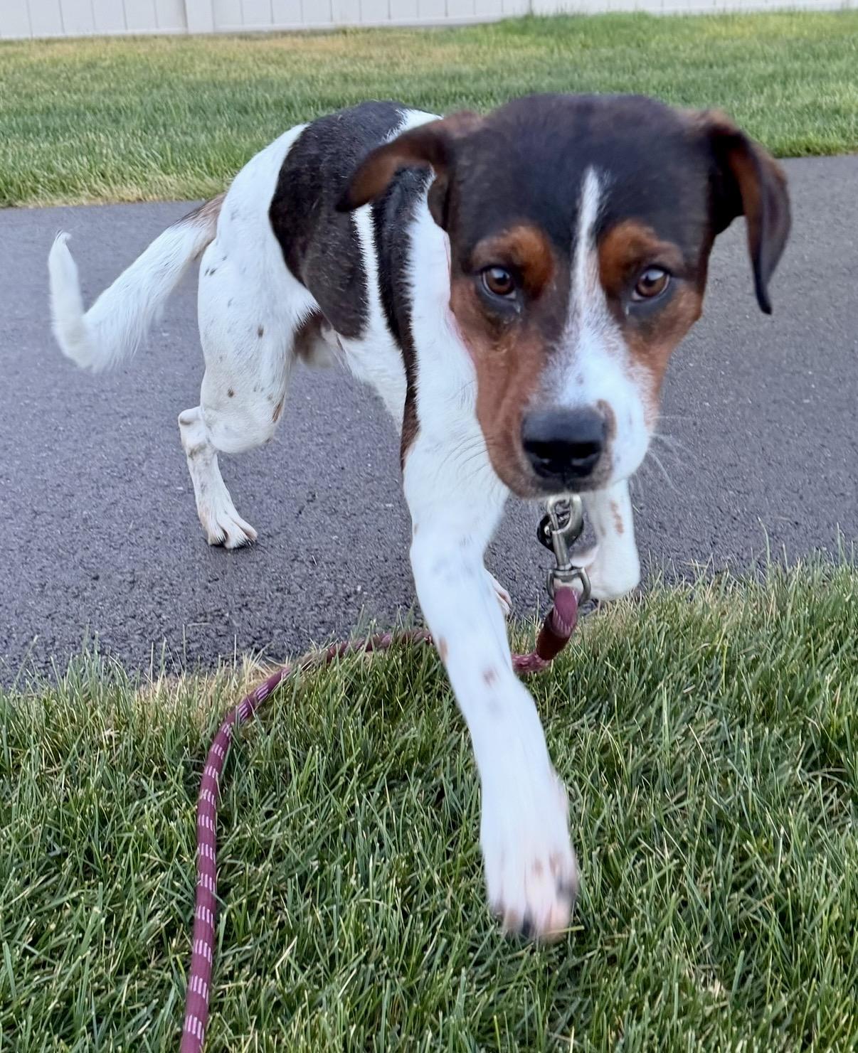 Cookie, a Adoptable Black and Tan Coonhound in Fruit Heights, UT image 2/6