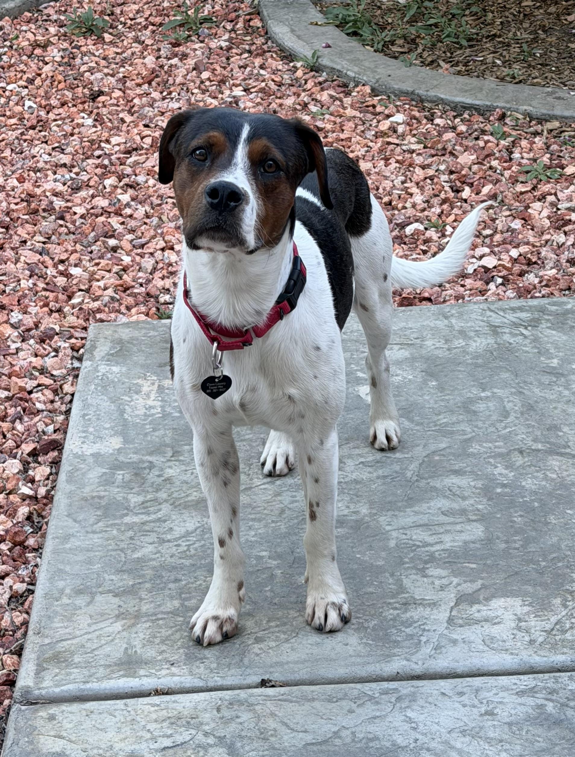 Cookie, a Adoptable Black and Tan Coonhound in Fruit Heights, UT image 3/6