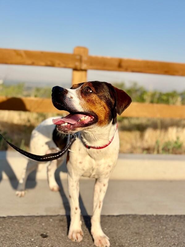 Cookie, a Adoptable Black and Tan Coonhound in Fruit Heights, UT image 4/6