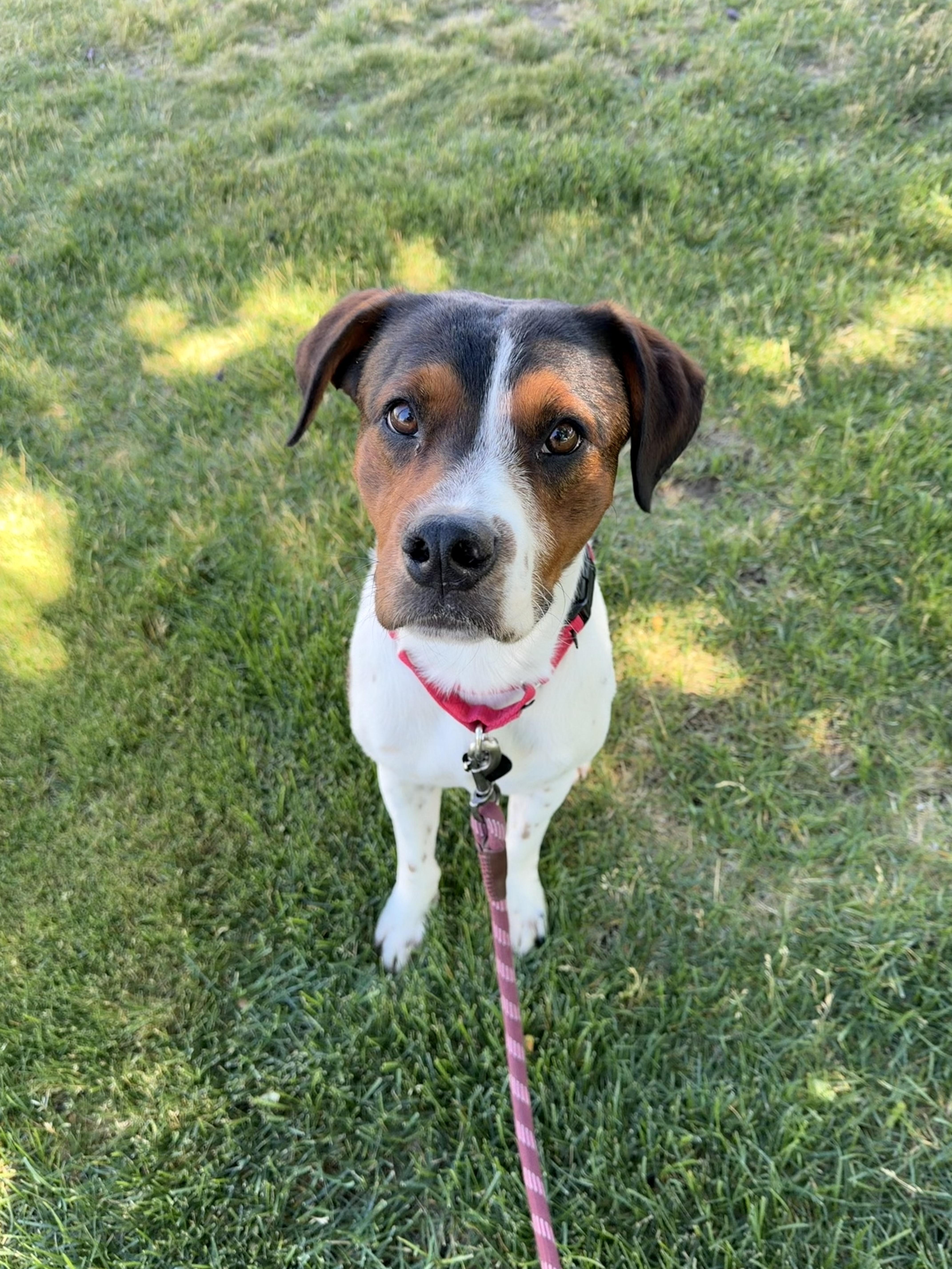 Cookie, a Adoptable Black and Tan Coonhound in Fruit Heights, UT image 5/6