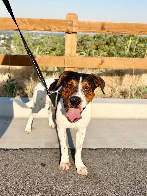 Cookie, a Adoptable Black and Tan Coonhound in Fruit Heights, UT image 6/6