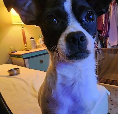 SNOOPY, Young Male Chihuahua