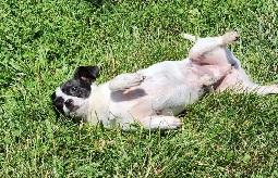 SNOOPY photo 2