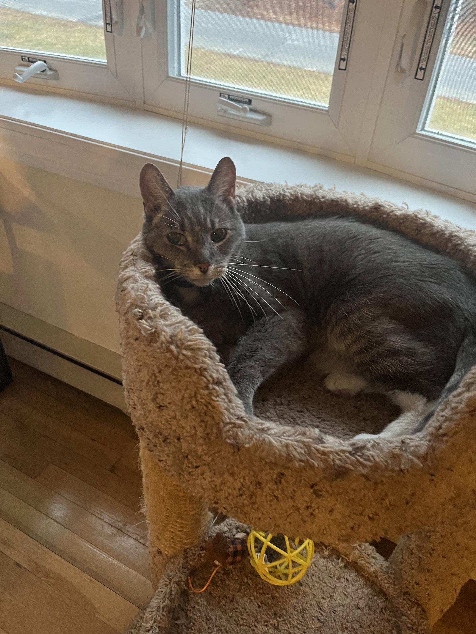 Enlarge Snoopy, a Adopted Domestic Short Hair in East Derry, NH image 2/3