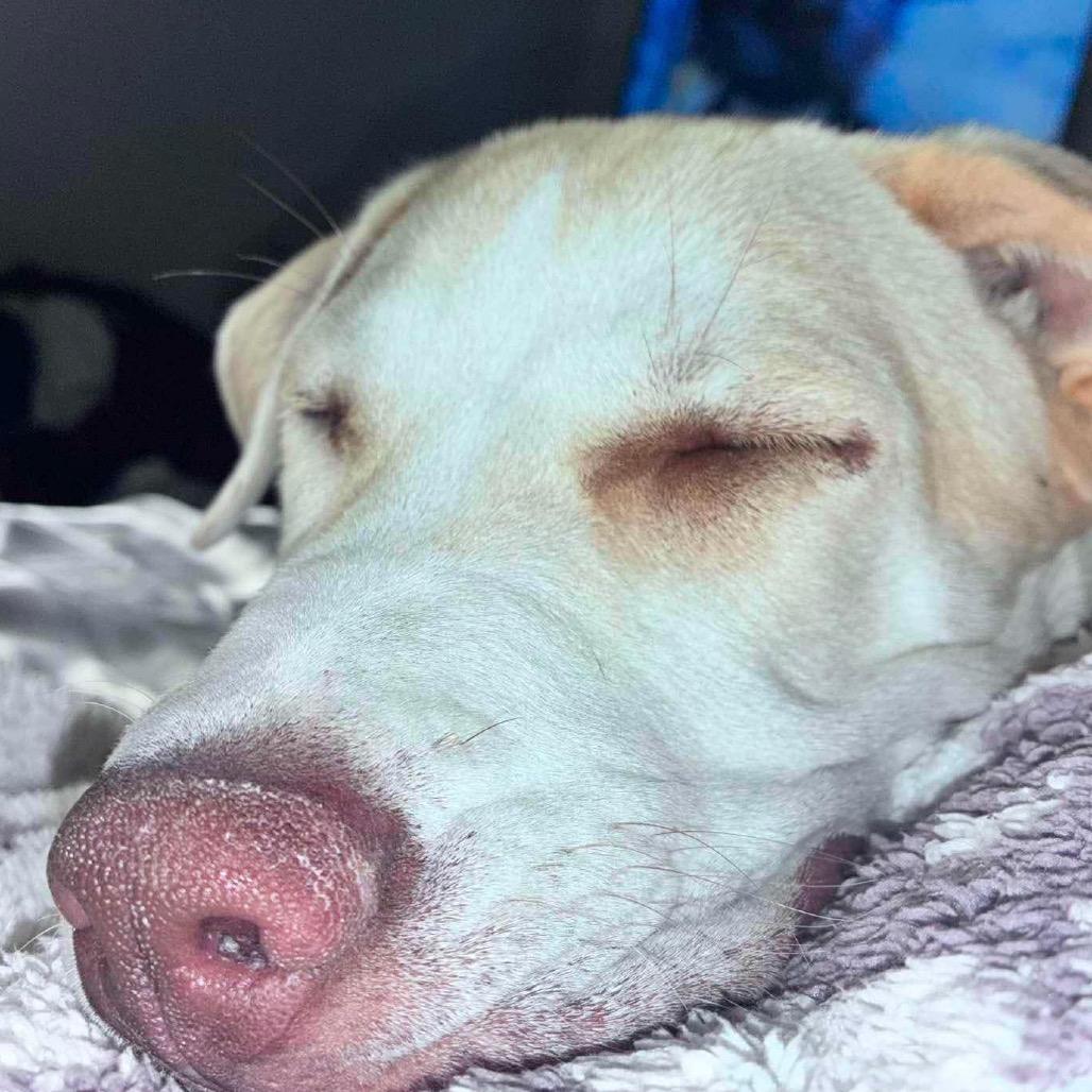 Waylon, Adoptable, Puppy Male Husky & Pit Bull Terrier.