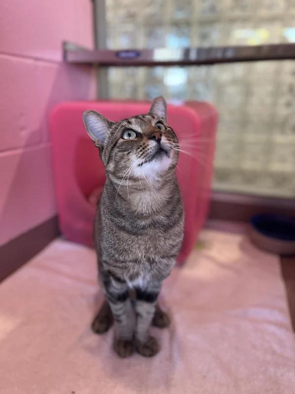 Enlarge Slinky, a Adoptable Domestic Short Hair in Hamilton, ON image 2/3