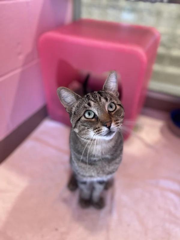 Enlarge Slinky, a Adoptable Domestic Short Hair in Hamilton, ON image 3/3