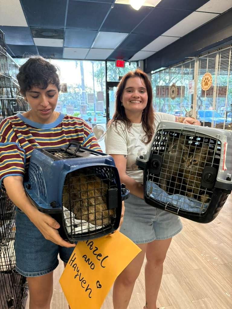 hayven, Adopted, Kitten Female Tabby & Domestic Medium Hair.