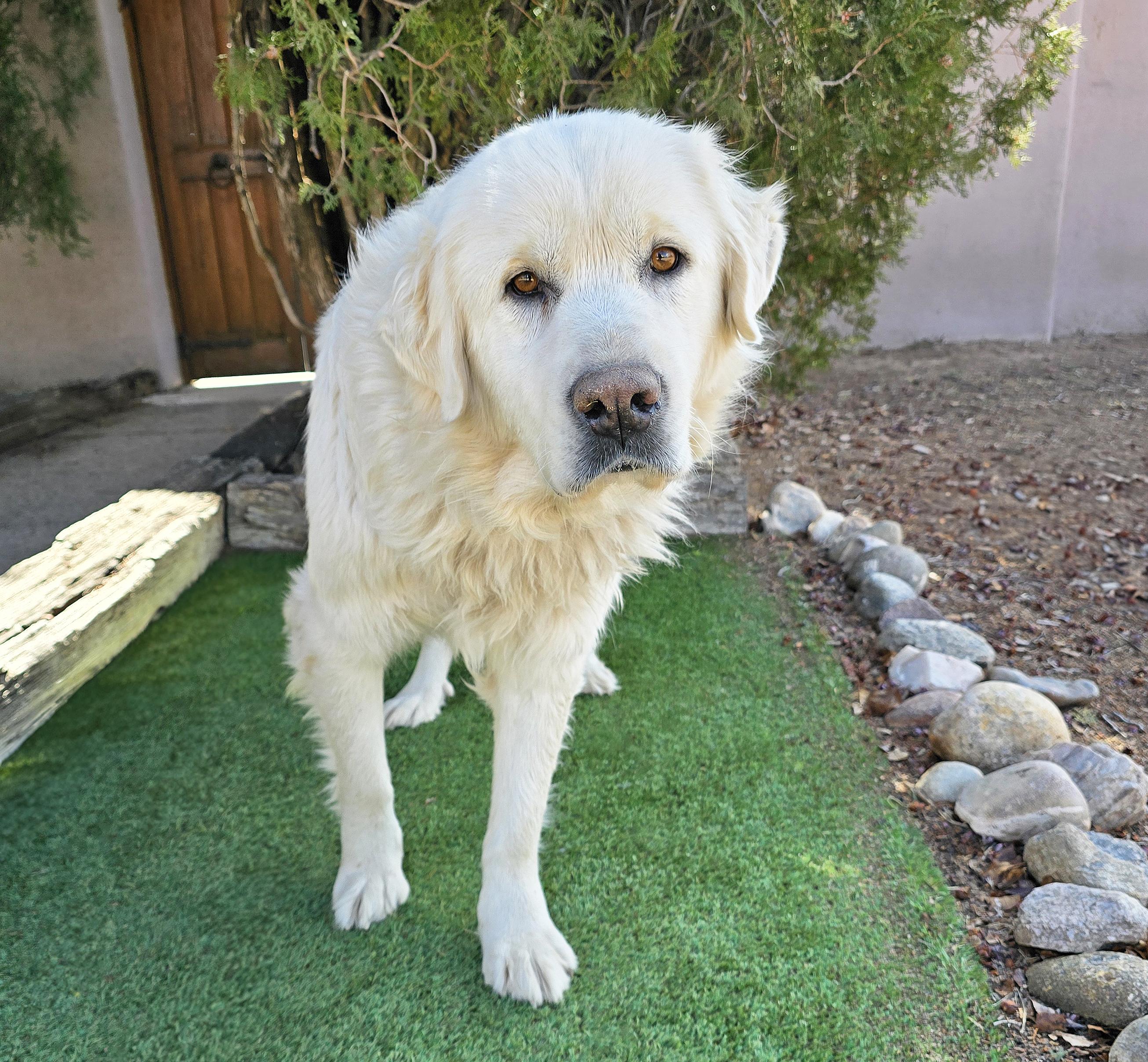 Enlarge Peaceful Mr Perdue ~ Great Pyr Perfection !, a Adoptable Great Pyrenees in Albuquerque, NM image 2/2