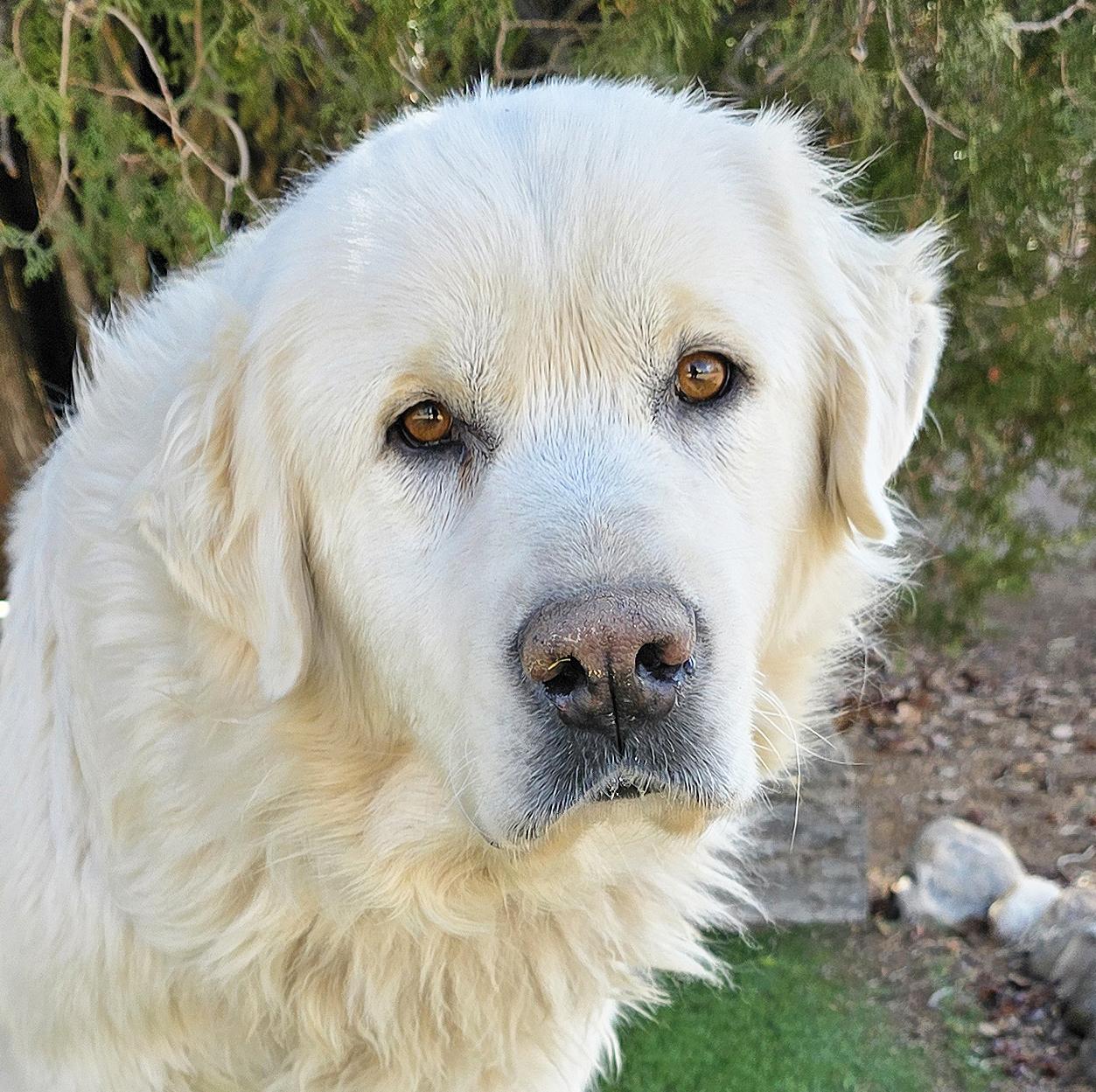 Enlarge Peaceful Mr Perdue ~ Great Pyr Perfection !, a Adoptable Great Pyrenees in Albuquerque, NM image 1/2