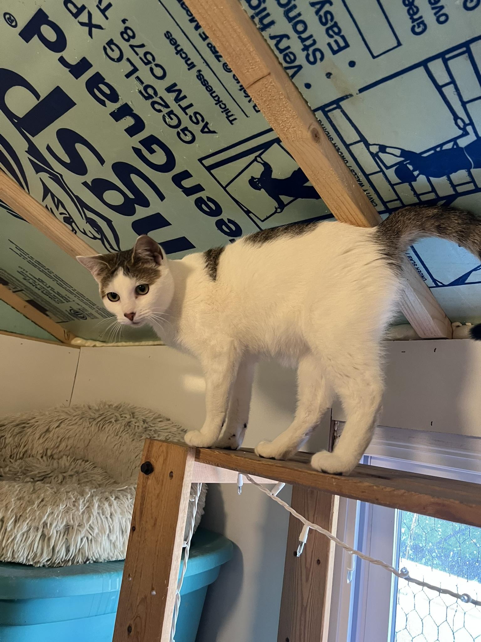 Mozzarella, Adoptable, Adult Female Domestic Short Hair.