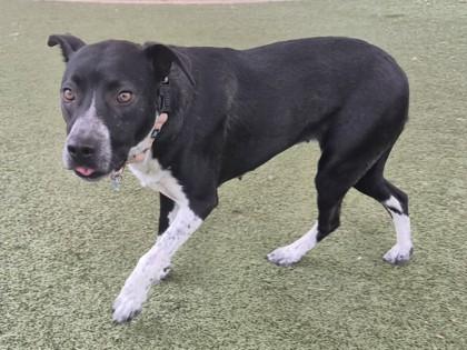 Enlarge Fatima, a Adoptable mixed breed in Phoenix, AZ image 2/3