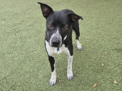 Enlarge Fatima, a Adoptable mixed breed in Phoenix, AZ image 3/3