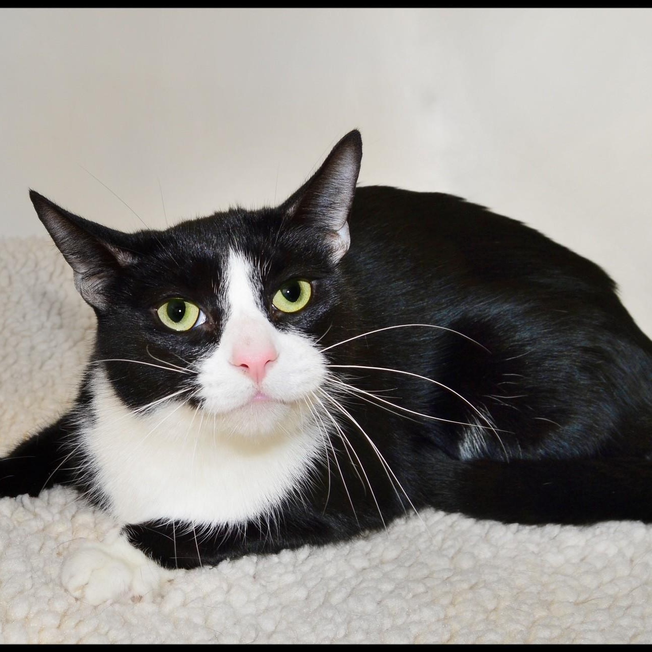Enlarge Starlight, a ADOPTABLE Tuxedo in San Andreas, CA image 1/1