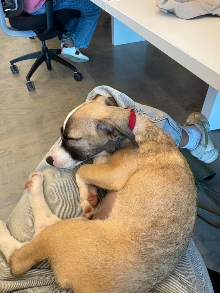 Sally, Adoptable, Puppy Female Labrador Retriever & Retriever.