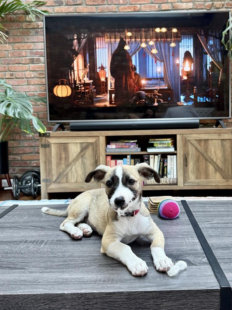 Enlarge Sally, a Adoptable mixed breed in Valley Stream, NY image 2/6