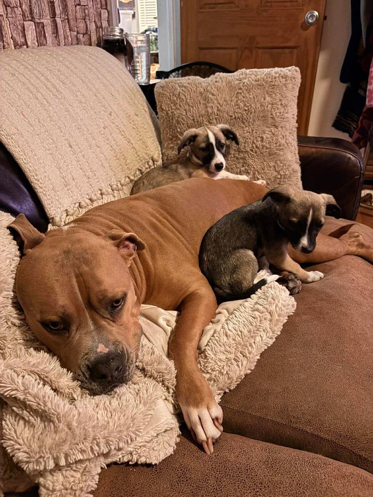 Enlarge Sally, a Adoptable mixed breed in Valley Stream, NY image 3/6