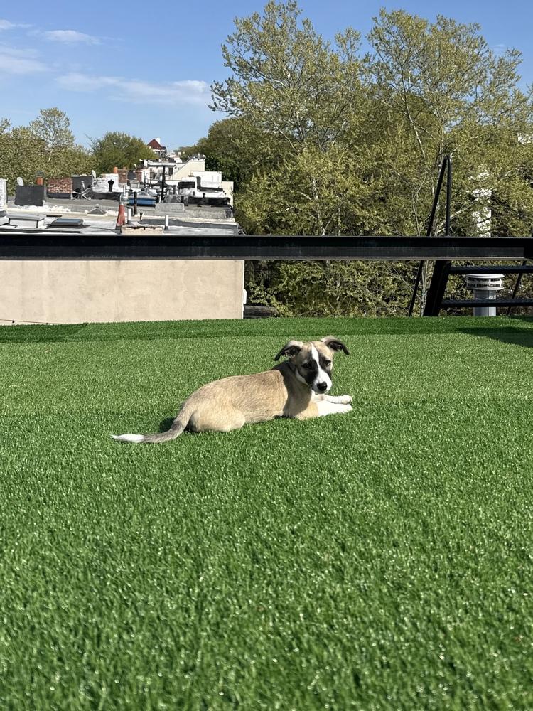 Enlarge Sally, a Adoptable mixed breed in Valley Stream, NY image 4/6