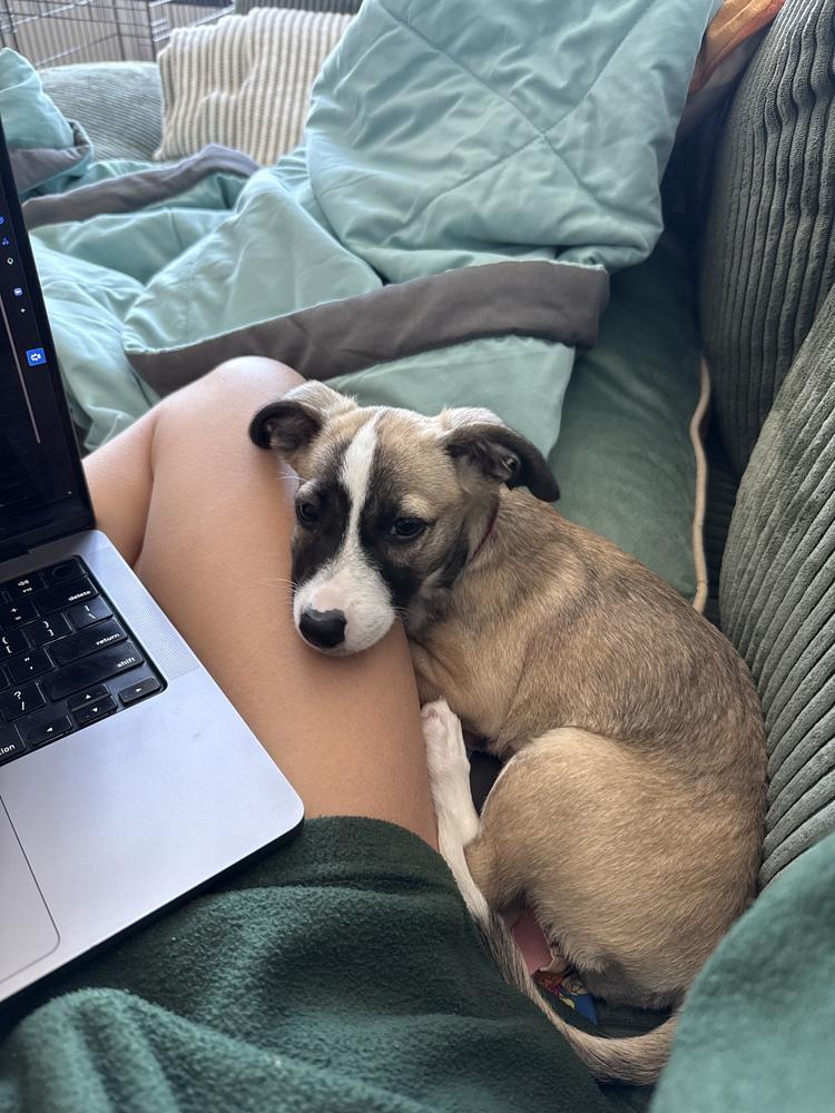 Enlarge Sally, a Adoptable mixed breed in Valley Stream, NY image 5/6