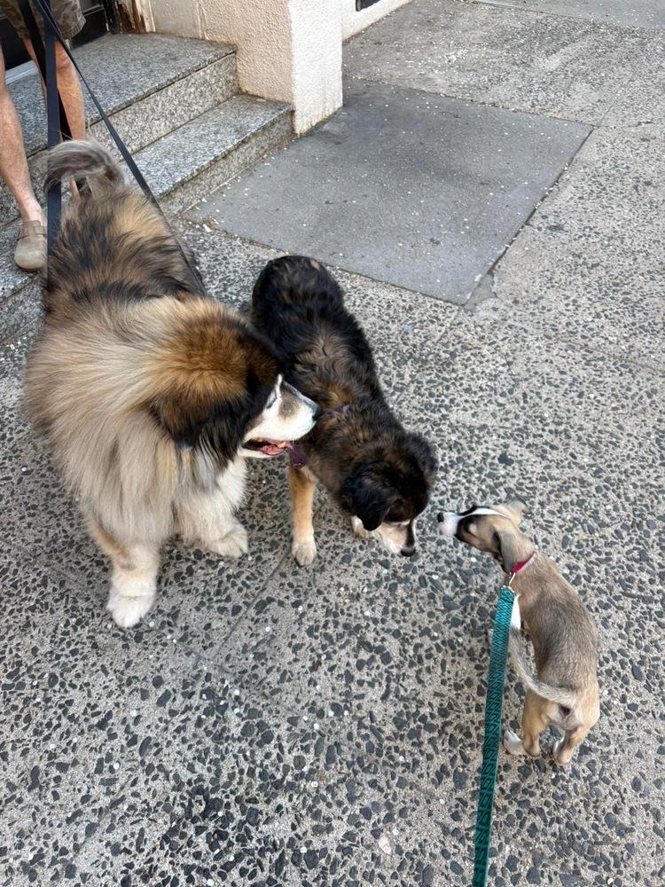 Enlarge Sally, a Adoptable mixed breed in Valley Stream, NY image 6/6