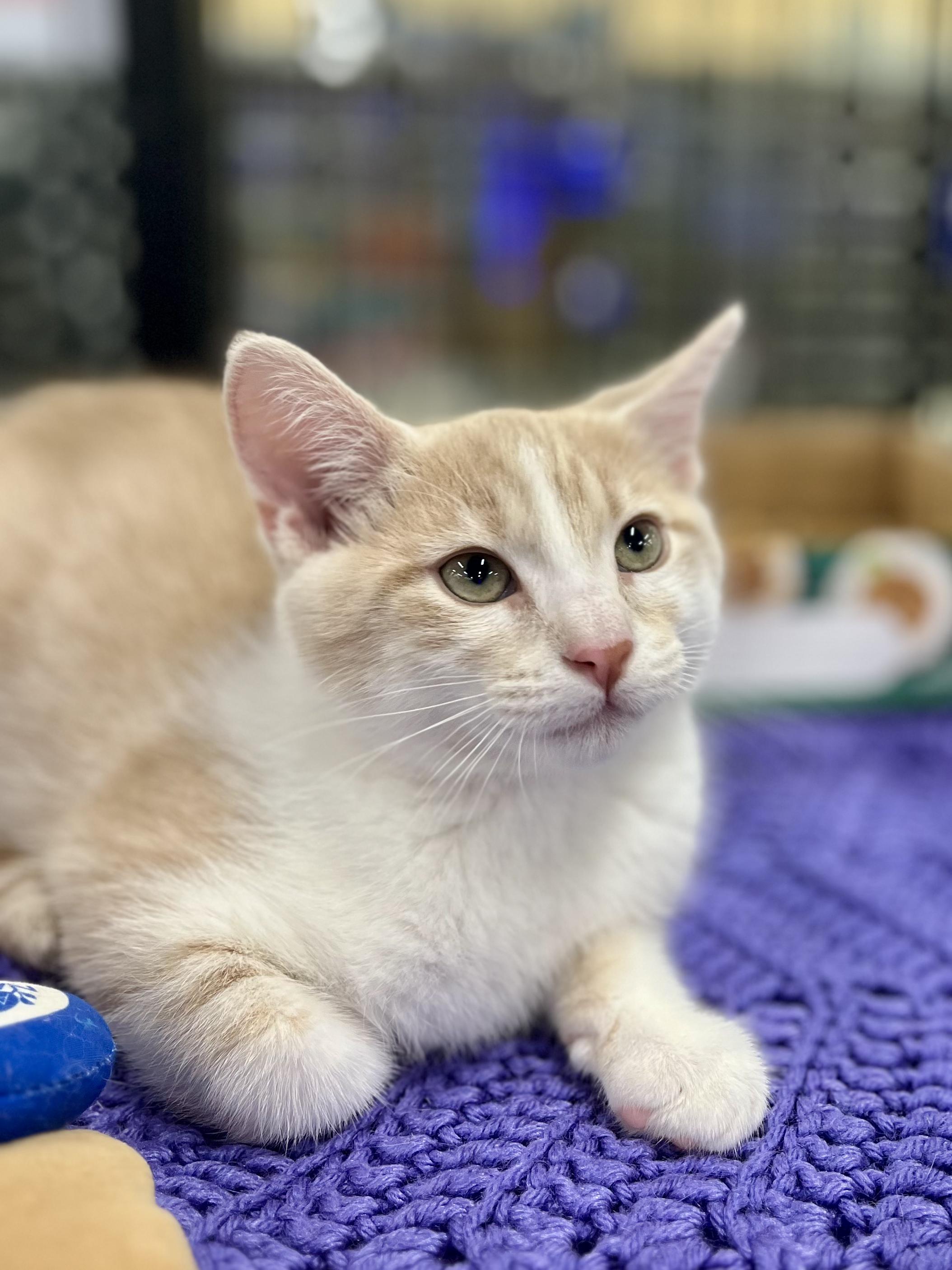 Enlarge Sleepy, an adopted mixed breed in Lawrenceville, GA image 5/5