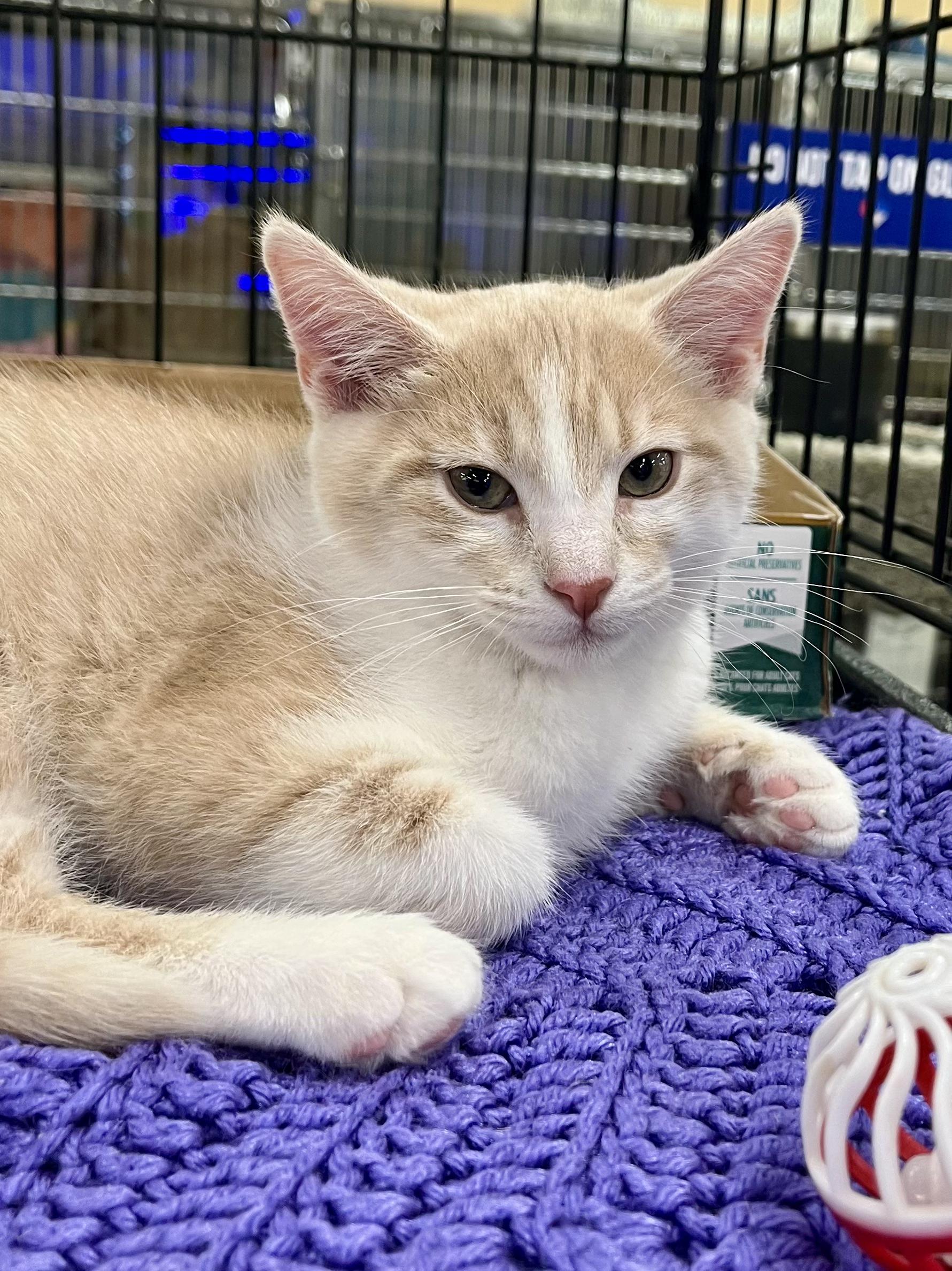 Enlarge Sleepy, an adopted mixed breed in Lawrenceville, GA image 4/5