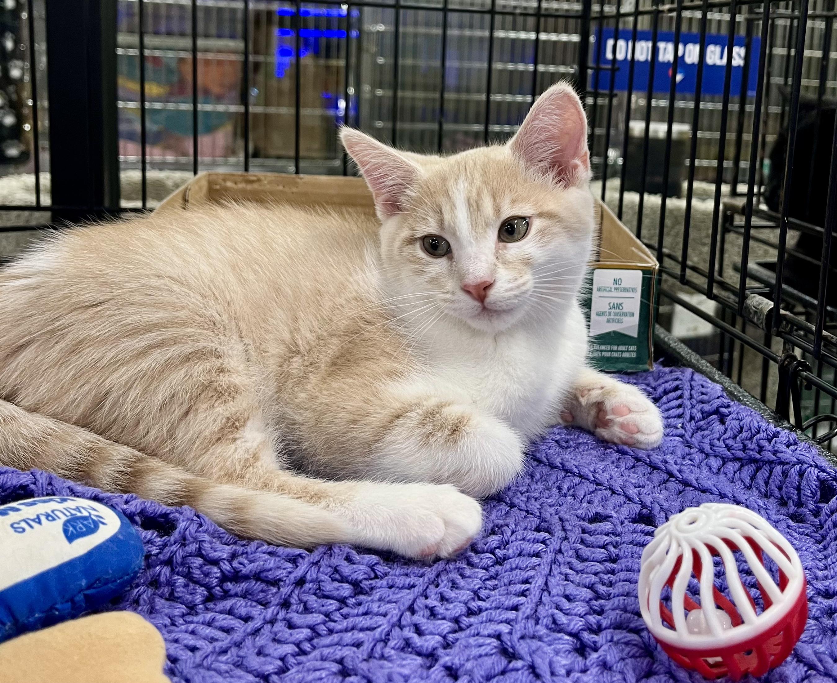 Enlarge Sleepy, an adopted mixed breed in Lawrenceville, GA image 2/5
