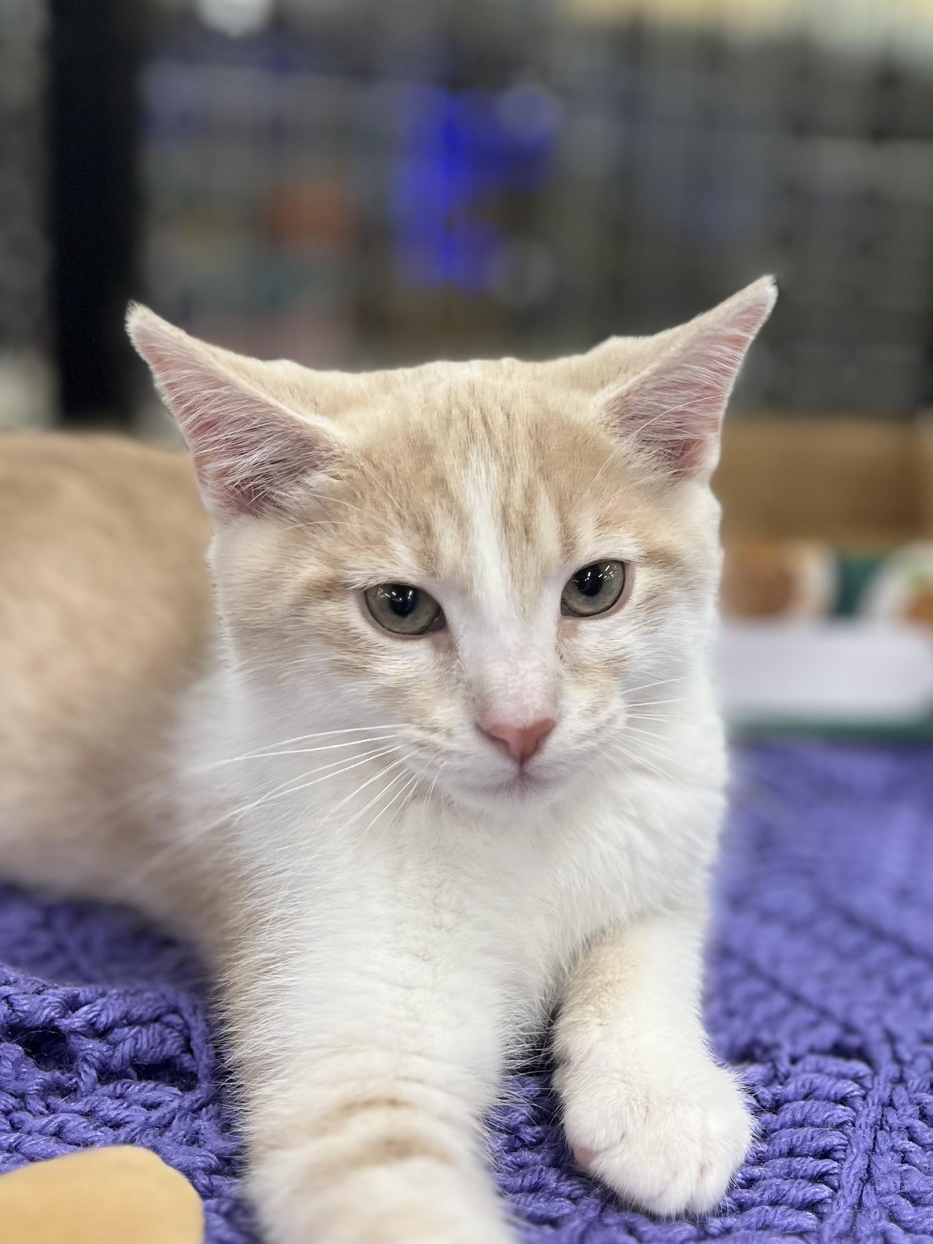 Sleepy, adopted, Kitten Male Domestic Short Hair.