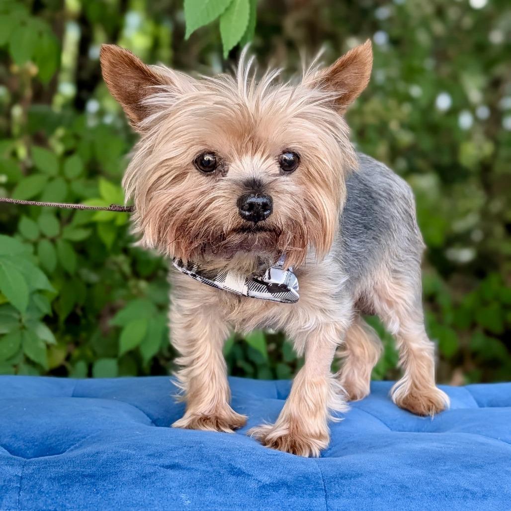 Enlarge DJ 04-2421, a Adoptable Yorkshire Terrier in Tyrone, GA image 1/1