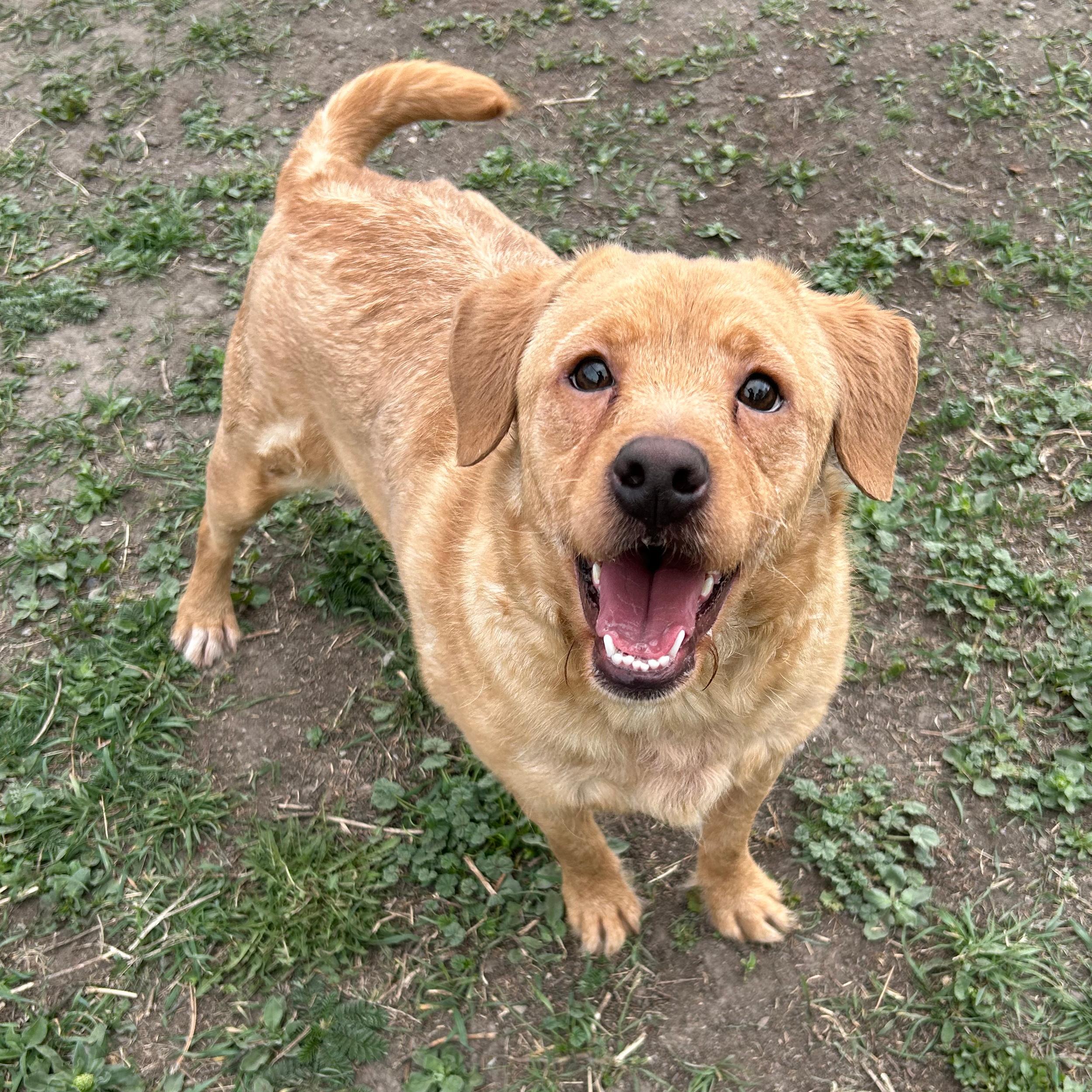 Enlarge Minion, a ADOPTABLE Mixed Breed in Lindon, UT image 1/5
