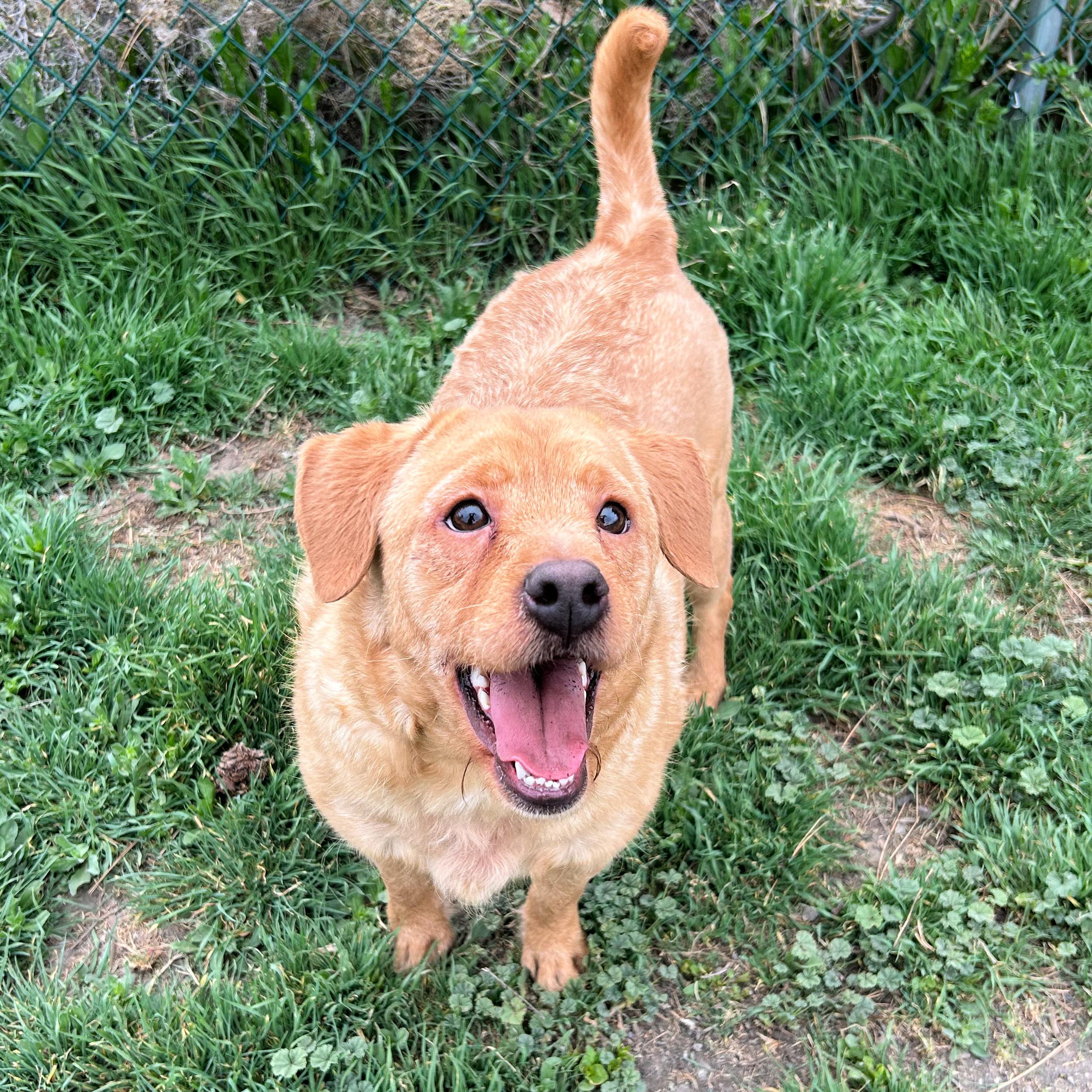 Enlarge Minion, a ADOPTABLE Mixed Breed in Lindon, UT image 2/5