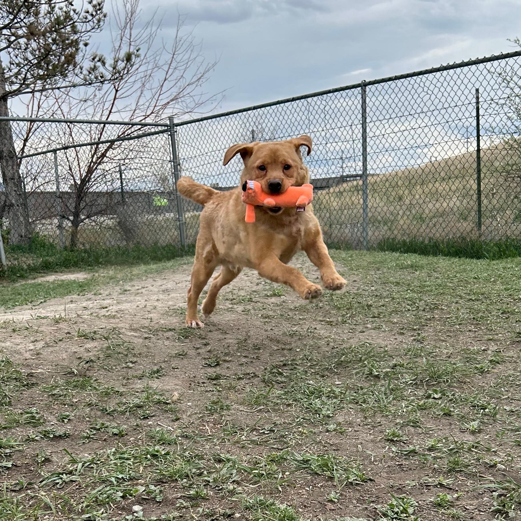 Enlarge Minion, a ADOPTABLE Mixed Breed in Lindon, UT image 5/5