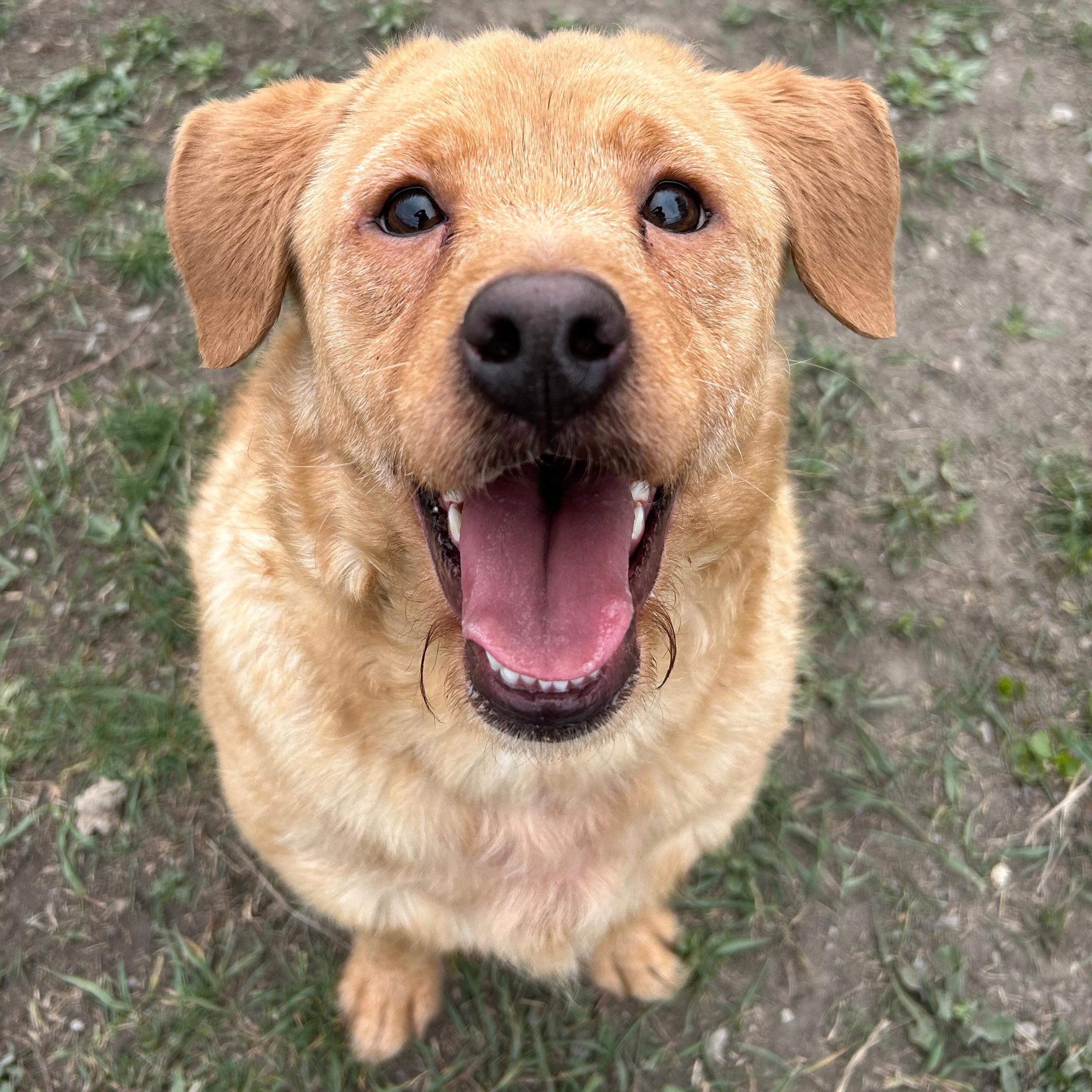 Enlarge Minion, a ADOPTABLE Mixed Breed in Lindon, UT image 3/5