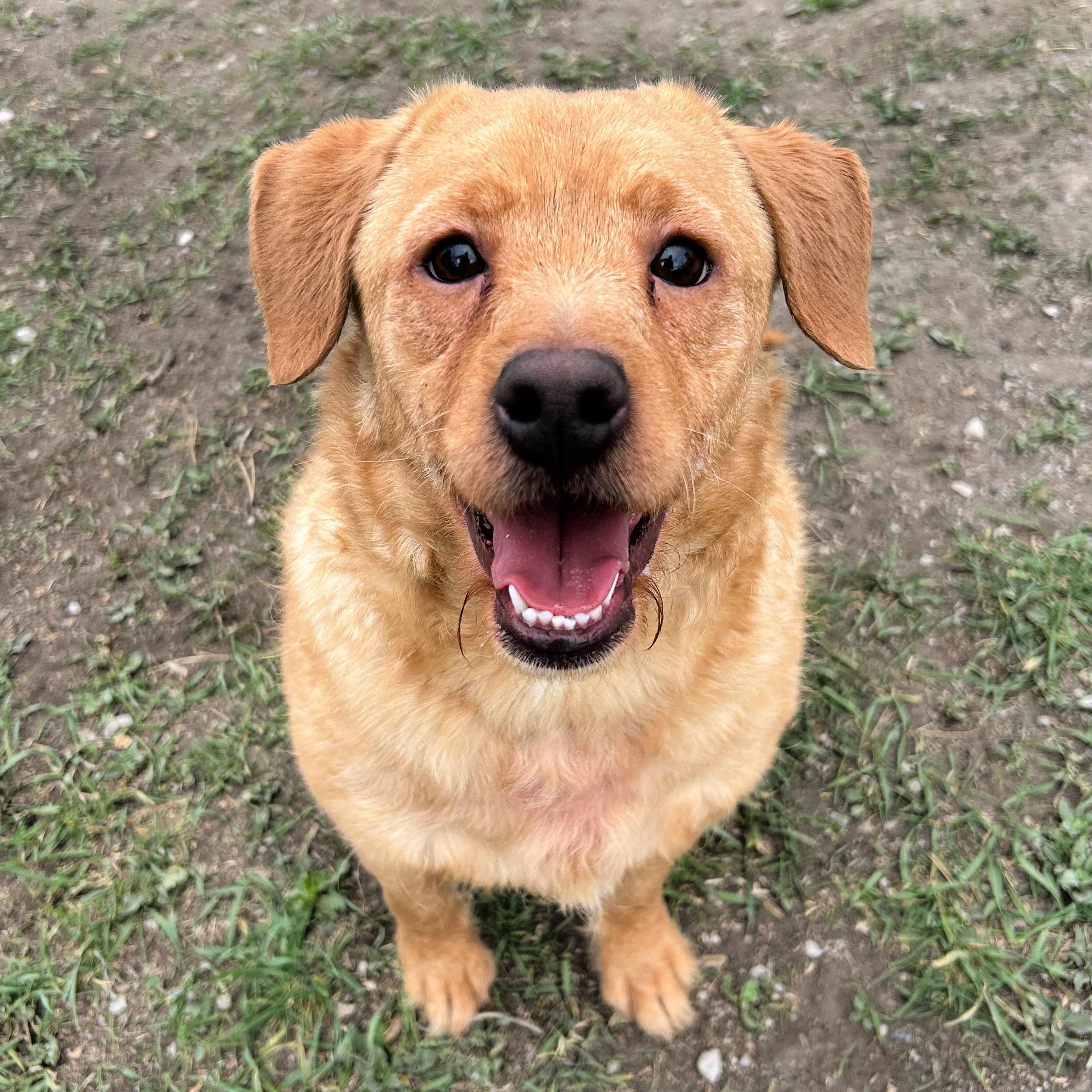 Enlarge Minion, a ADOPTABLE Mixed Breed in Lindon, UT image 4/5