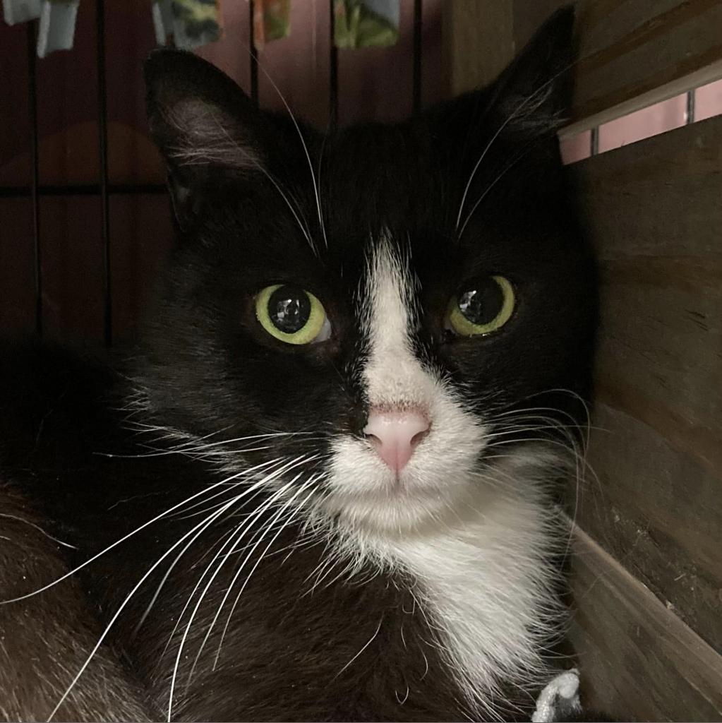 Bash AKA Phantom, a Adoptable Domestic Short Hair in Hamburg, NY image 1/2