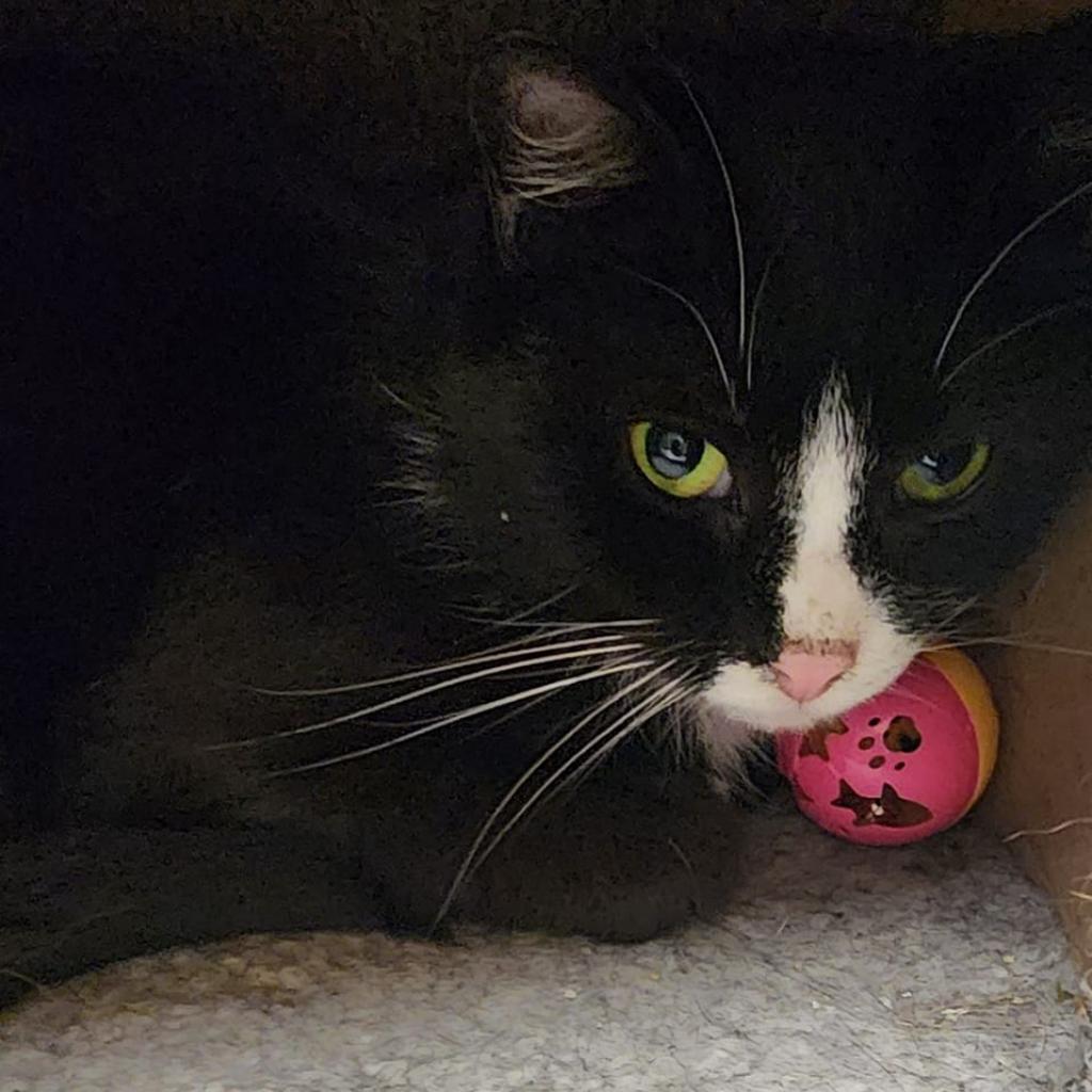 Bash AKA Phantom, a Adoptable Domestic Short Hair in Hamburg, NY image 2/2