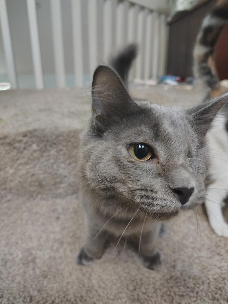 Oakley, Adoptable, Kitten Male Domestic Short Hair.