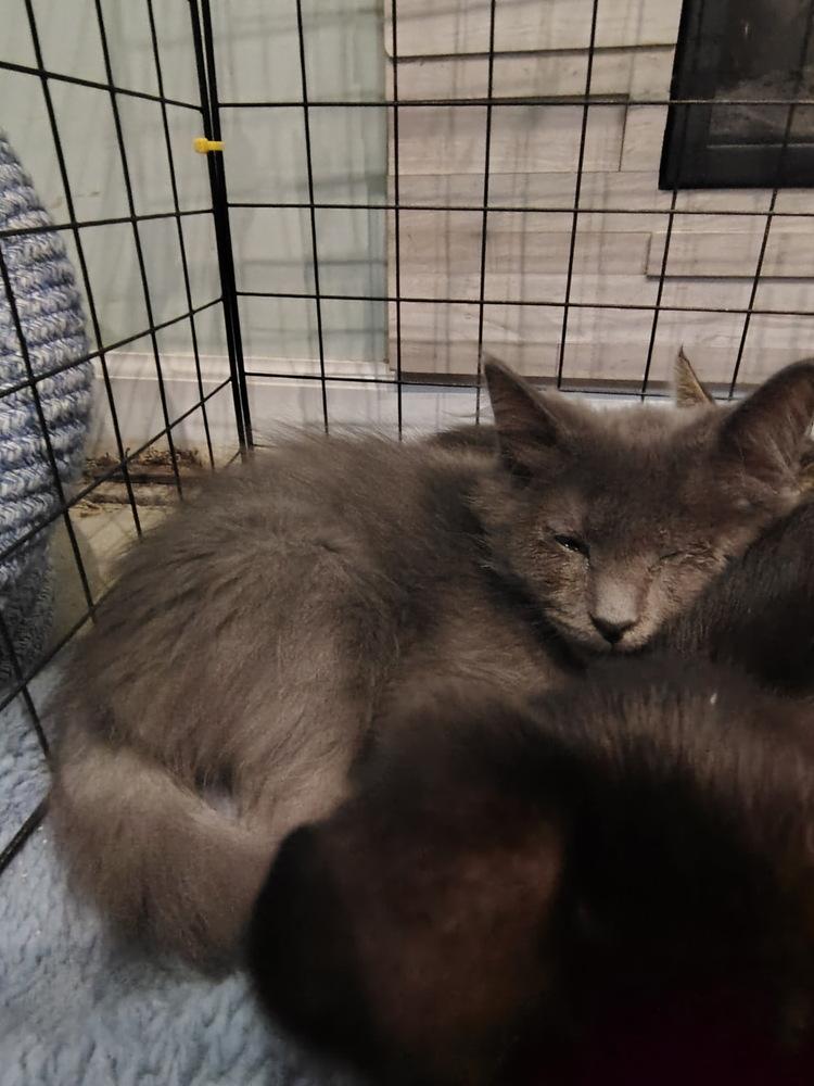 Enlarge Oakley, a Adoptable Domestic Short Hair in Germantown, OH image 2/3
