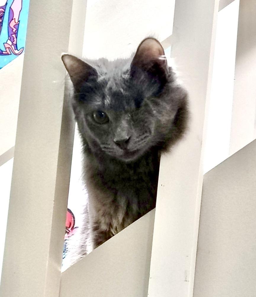 Enlarge Oakley, a Adoptable Domestic Short Hair in Germantown, OH image 3/3
